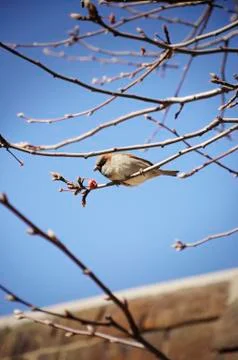 Bird eats red fruit Stock Photos