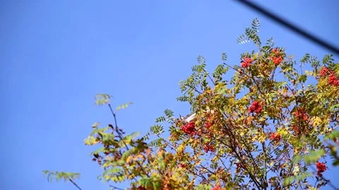 Bird eats rowan berries Video stock 219884588