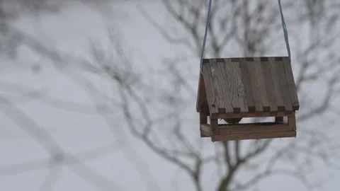 The bird eats the seeds in the feeder Stock Footage 147455940