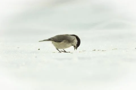 Bird eats seeds in the snow Stock Photos