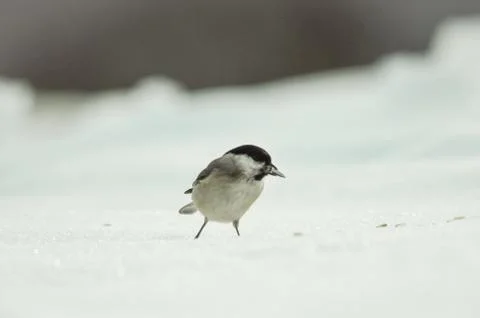 Bird eats seeds in the snow Stock Photos