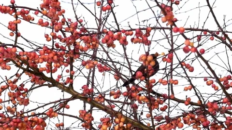 Bird eats small apples on a tree in wintertime. Stock Footage 146703506