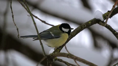 A bird eats snow on a branch Stockbeeldmateriaal 327024224