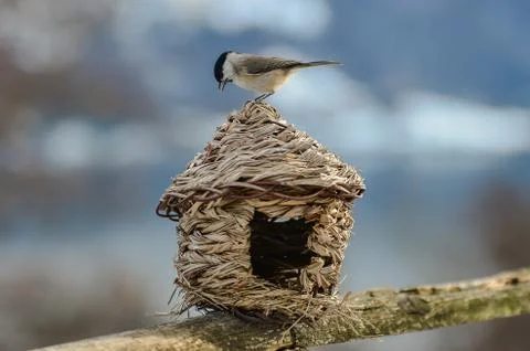 Bird eats on thatched cottage Stock Photos