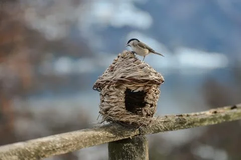 Bird eats on thatched cottage Stock Photos