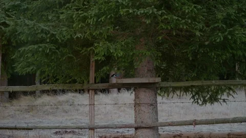 Bird eats under fir tree in the mountains Video stock 346696756