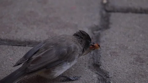 Bird Eats Worm on the Sidewalk Stock Footage 289798793