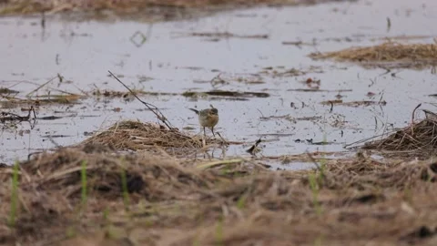 The bird eats worms from the swamp, 4K slomo Stock Footage 169785604