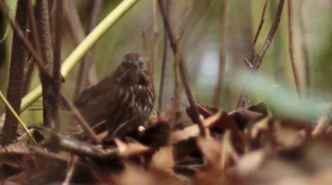 Bird Eatting Seeds Stock Footage 43349366