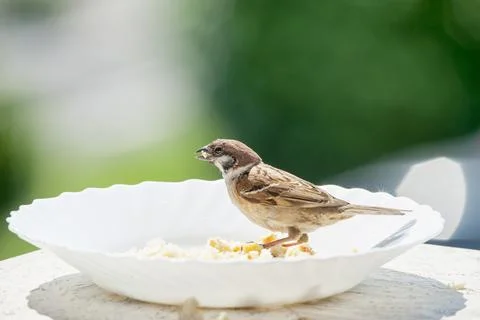 Bird on the edge of a plate, eats bread crumbs Stock Photos