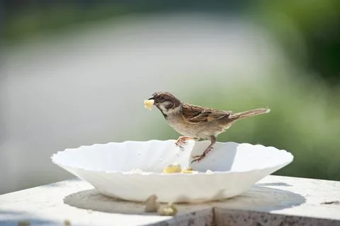 Bird on the edge of a plate, eats bread crumbs Stock Photos