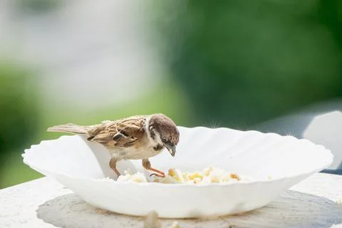 Bird on the edge of a plate, eats bread crumbs Stock Photos