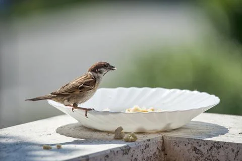 Bird on the edge of a plate, eats bread crumbs Stock Photos