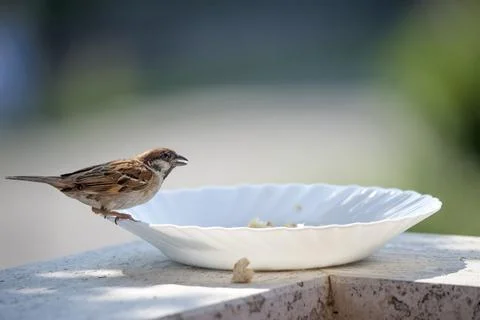 Bird on the edge of a plate, eats bread crumbs Stock Photos
