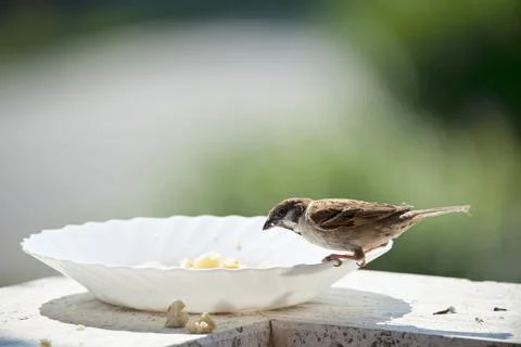 Bird on the edge of a plate, eats bread crumbs Stock Photos