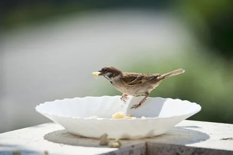 Bird on the edge of a plate, eats bread crumbs Stock Photos