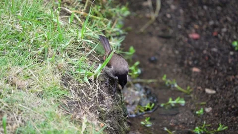 A Bird on the edge of a stream Stock Footage 155730526