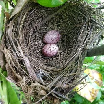 Bird egg 스톡 사진