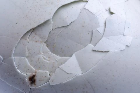 Bird egg shell texture Stock Photos