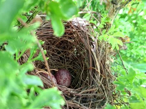 Bird eggs in the bushes Stock Photos