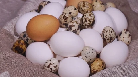 Bird eggs. Different kinds of bird eggs Stock Footage 78990791