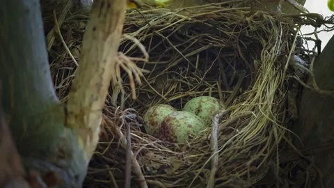 Bird eggs in the nest almost to burst Stock Footage 140238517