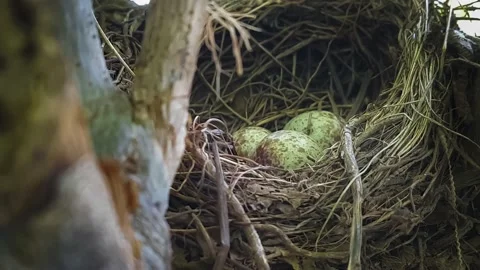 Bird eggs in the nest almost to burst Stock Footage