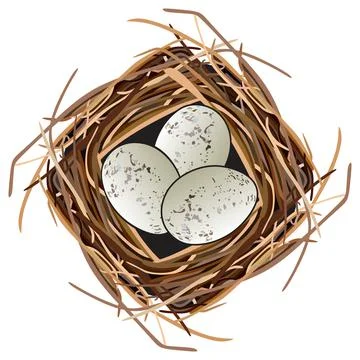 Bird eggs in a nest vector drawing isolated background cartoon flat design Stock Illustration