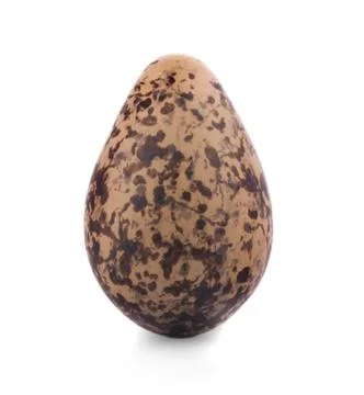 Bird eggs Stock Photos