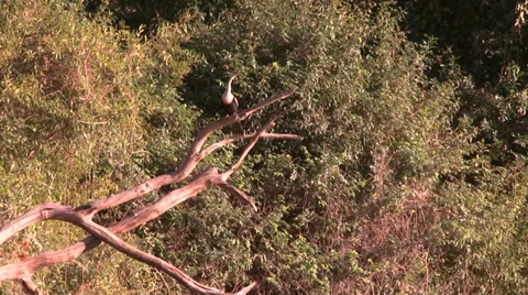 Bird - Egret Stock Footage 35645571
