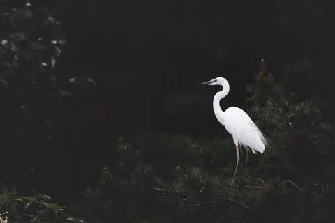 Bird egret sitting on a pine tree branch and beautiful nature scenery 스톡 사진