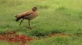Bird Egyptian Goose WS HD Footage