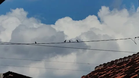 Bird on electric cable Stock Footage 308157877
