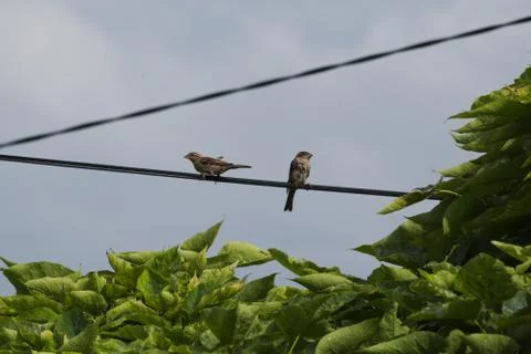 Bird on electric cable 库存照片