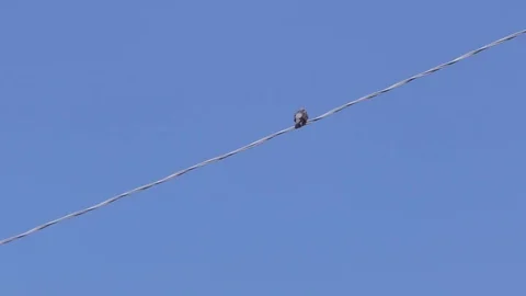 Bird on electric cable in a sunny day 4K Stock Footage 80052302
