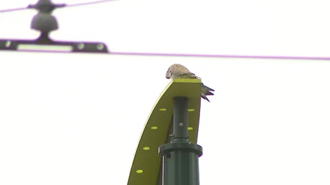 Bird in electric train wire city 스톡 동영상 302672352