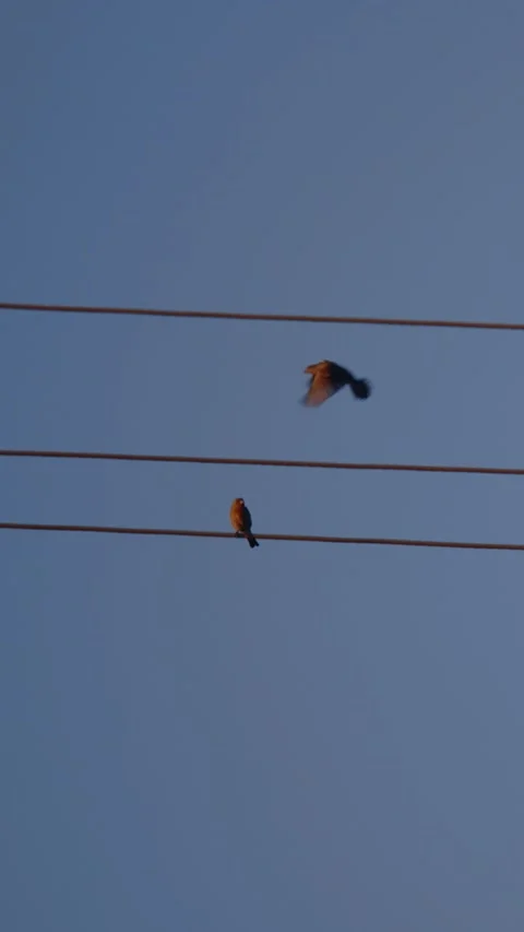 Bird on a electric wire with another bird flying by vertical video Stock Footage 288652113