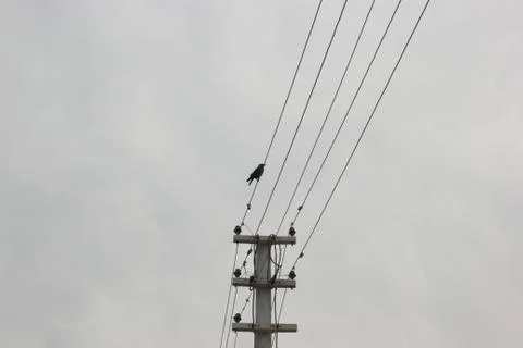 Bird on electric wire Stock Photos