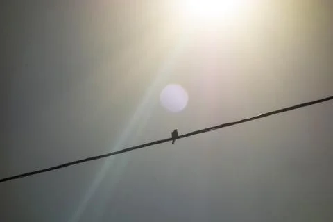 Bird on an electric wire 库存照片