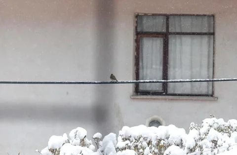 Bird on electric wire Stock Photos