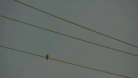 Bird on an electrical wire Stock Footage 73889741