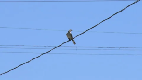 Bird on an electrical wire Stock Footage