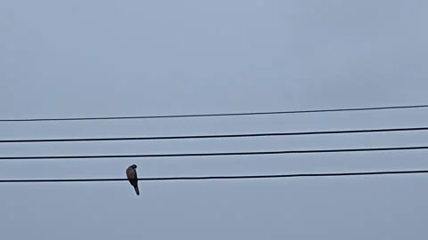 Bird on the electrical wires Stock Footage 304017467