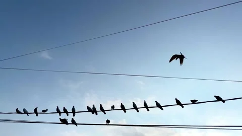 Bird on electricity cable Stock Footage 211790516