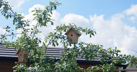Bird emerges from birdbox Stock Footage 118306480