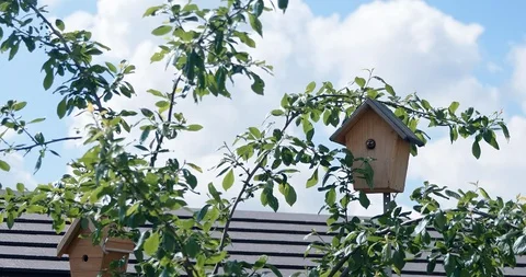 Bird emerging from Bird box Stock Footage 118308608