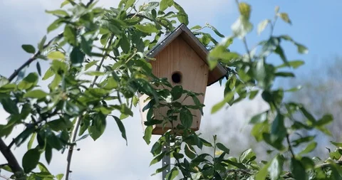 Bird Emerging from small bird box door Stock Footage 118309007