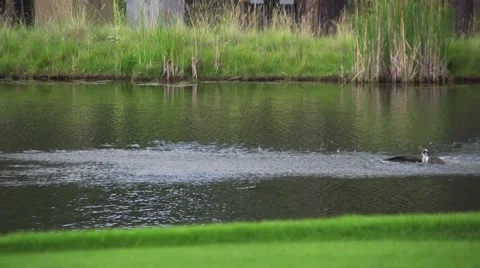 Bird Emerging From Water After Diving for Fish Stock Footage 51677506