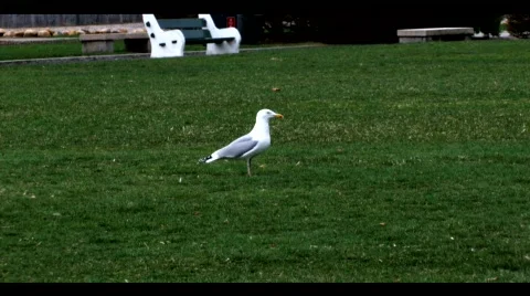 Bird in Empty Park 動画素材 671775