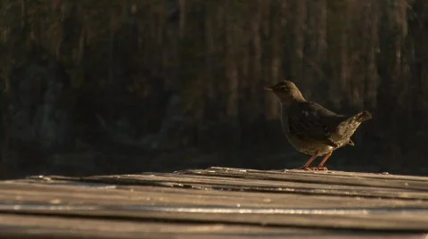 Bird at the end of a dock Stock-Footage 281781